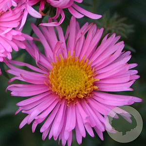Aster n.-a. 'Rosa Sieger' GM P9