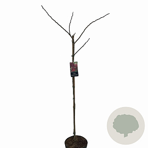 Albizia julibr. 'Summer Chocolate' 120 cm stam 10L