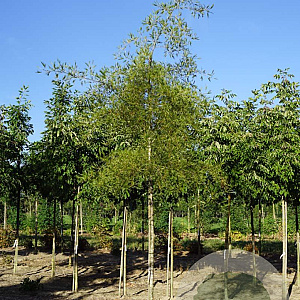 Alnus glutinosa 'Imperialis' 10-12 HO draadkluit