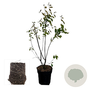 Amelanchier lamarckii 80-100 cm 4,5L