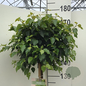 Betula p. Magical Globe 150 cm stam 10L