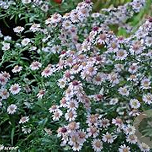 Aster (U) 'Pink Buttons' GM P9