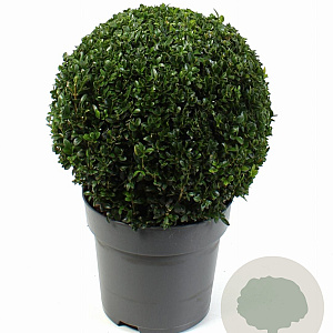 Buxus sempervirens 25 cm 5,0L bol