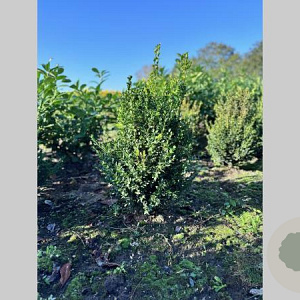 Buxus sempervirens 60-80 cm met kluit