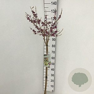 Callicarpa bod. 'Autumn Glory' 90 cm stam 7,5L