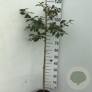 Callicarpa bod. 'Profusion' 90 cm stam 7,5L