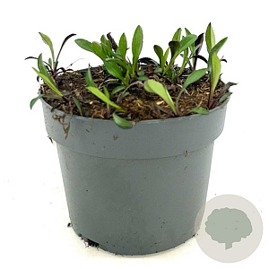 Aster 'Wood's Purple' GM 2,0L