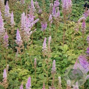 Astilbe c. 'Pumila' GM P9