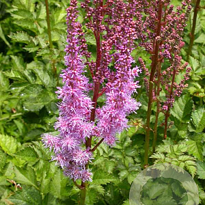 Astilbe c. 'Purpurkerze' GM P9