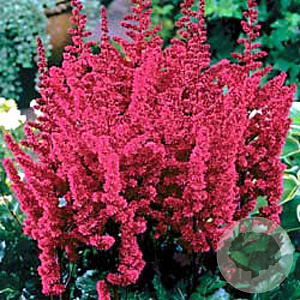 Astilbe c. 'Vision in Red' GM P9