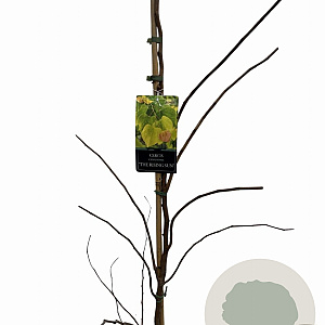 Cercis can. The Rising Sun 175-200 cm 10L geveerd