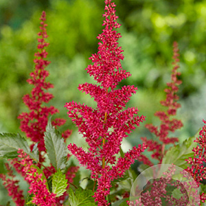 Astilbe (A) 'Fanal' GM P9
