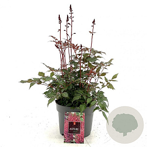 Astilbe japonica GM 2,0L
