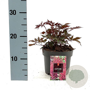 Astilbe (A) 'Red Shades' GM 2,0L