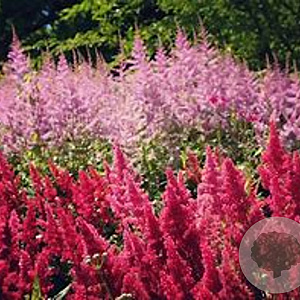 Astilbe 'Vision' GM P9