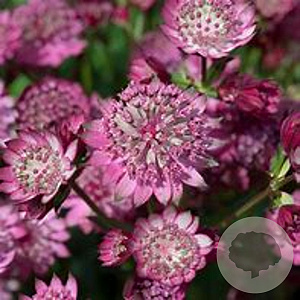 Astrantia m. Cerise Button GM P9