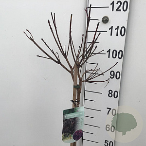 Cotinus cog. 'Royal Purple' 60 cm stam 7,5L