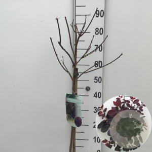 Cotinus cog. 'Royal Purple' 60 cm stam 7,5L