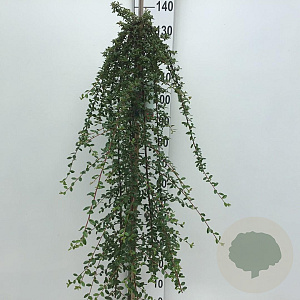 Cotoneaster suec. 'Coral Beauty' 120 cm stam 10L