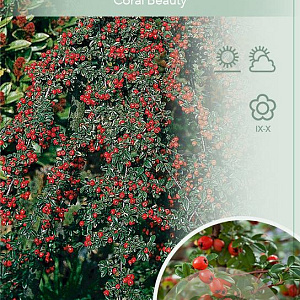 Cotoneaster suec. 'Coral Beauty' 120 cm stam 10L