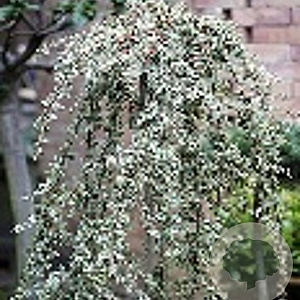 Cotoneaster suec. 'Juliette' 120 cm stam 10L