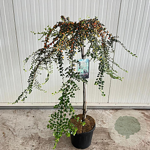 Cotoneaster suec. 'Juliette' 120 cm stam 10L