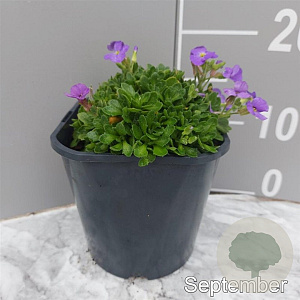 Aubrieta Axcent Light Blue GM 2,0L