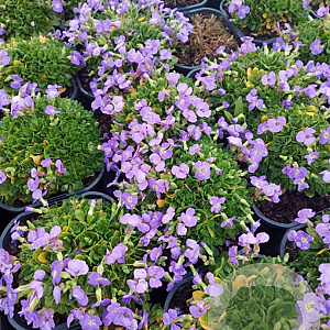 Aubrieta Axcent Light Blue GM 2,0L