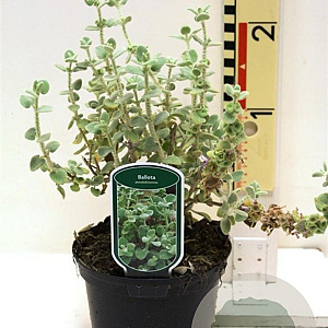 Ballota pseudodictamnus 25-30 cm 2,0L