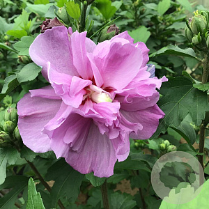 Hibiscus syr. 'Ardens' 60-80 cm 7,5L