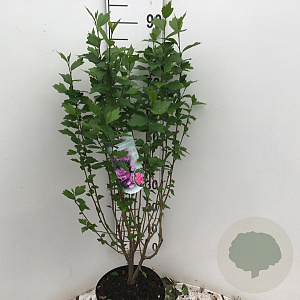 Hibiscus syr. 'Ardens' 60-80 cm 7,5L