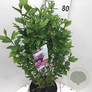 Hibiscus syr. 'Ardens' 80-90 cm 10L