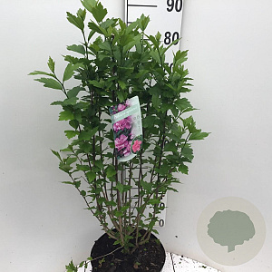 Hibiscus syr. 'Ardens' 80-90 cm 10L