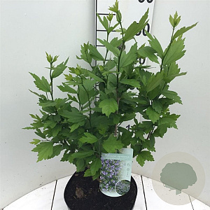 Hibiscus syr. Blue Chiffon 40-50 cm 7,5L