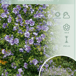 Hibiscus syr. Blue Chiffon 50-60 cm 7,5L