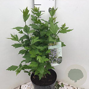 Hibiscus syr. Blue Chiffon 50-60 cm 7,5L