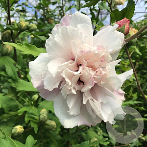 Hibiscus syr. French Cabaret Pastel 60-80 cm 7,5L