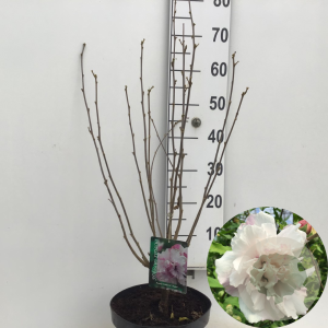 Hibiscus syr. French Cabaret Pastel 60-80 cm 7,5L