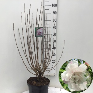 Hibiscus syr. French Cabaret Pastel 80-100 cm 7,5L