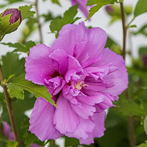 Hibiscus syr. French Cabaret Purple 40-50 cm 7,5L