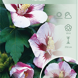 Hibiscus syr. 'Hamabo' 120 cm stam 10L