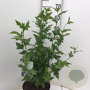 Hibiscus syr. Lavender Chiffon 60-80 cm 7,5L