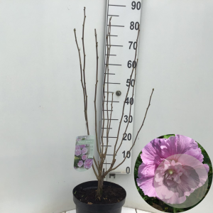 Hibiscus syr. Lavender Chiffon 80-90 cm 7,5L