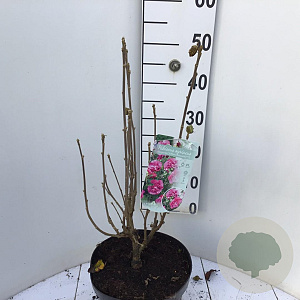 Hibiscus syr. Magenta Chiffon 40-50 cm 7,5L