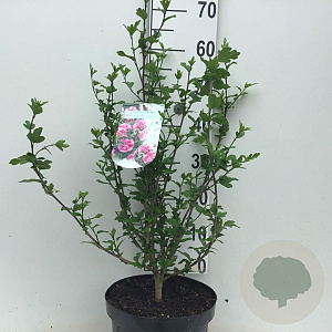 Hibiscus syr. Magenta Chiffon 50-60 cm 7,5L