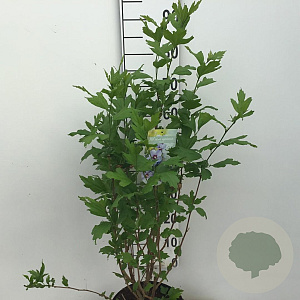 Hibiscus syr. 'Marina' 60 cm stam 7,5L