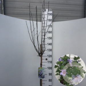 Hibiscus syr. 'Marina' 120 cm stam 7,5L