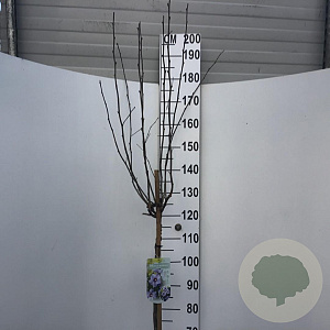 Hibiscus syr. 'Marina' 120 cm stam 10L