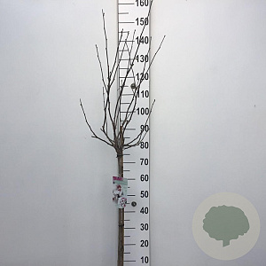 Hibiscus syr. 'Monstrosus' 90 cm stam 10L