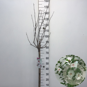Hibiscus syr. 'Monstrosus' 90 cm stam 10L